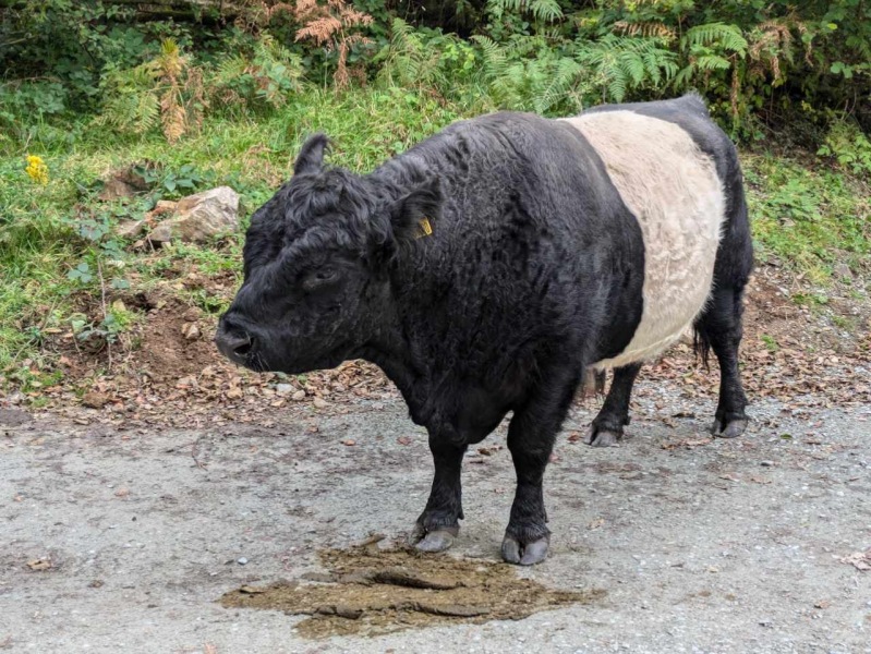 Thread 38 Starmer: Tax your Hamster