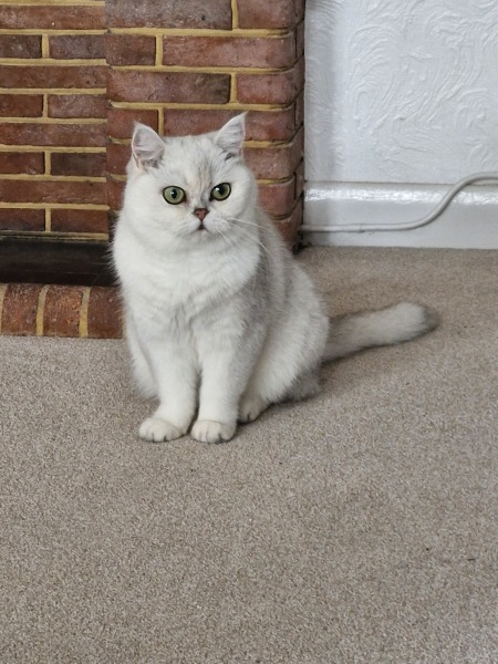 British Short Hair or Ragdoll kitten?