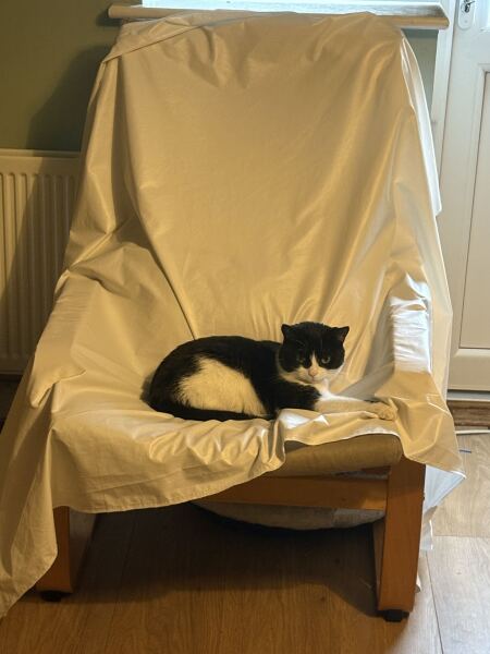 do you rewash laundry if cat lies on it?