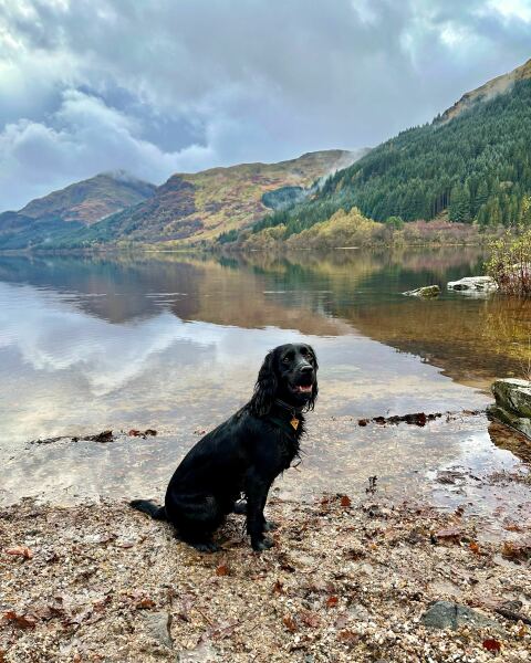 Beyond Adolescence - a thread to chat about grown up dogs, cake and anything else, excluding coffee.