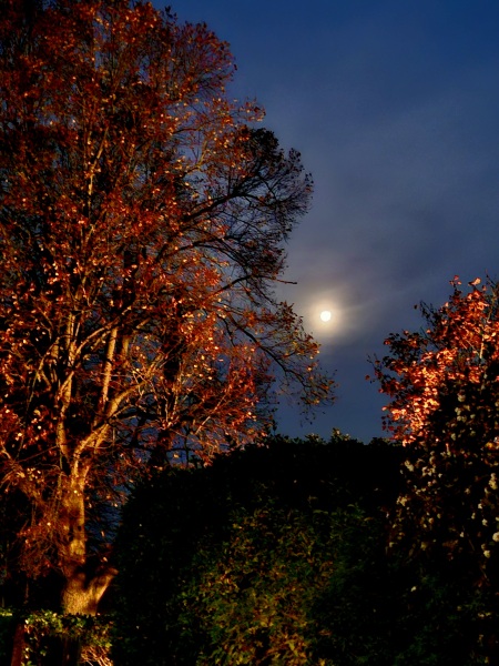 The Nigel Slater Christmas Chronicles Readalong 2025