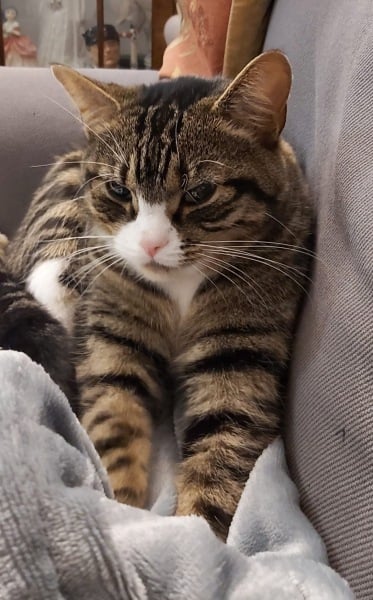 Thread 37 Starmer:  pinko commie slimeball