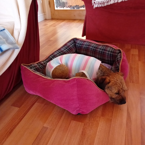 Spay help