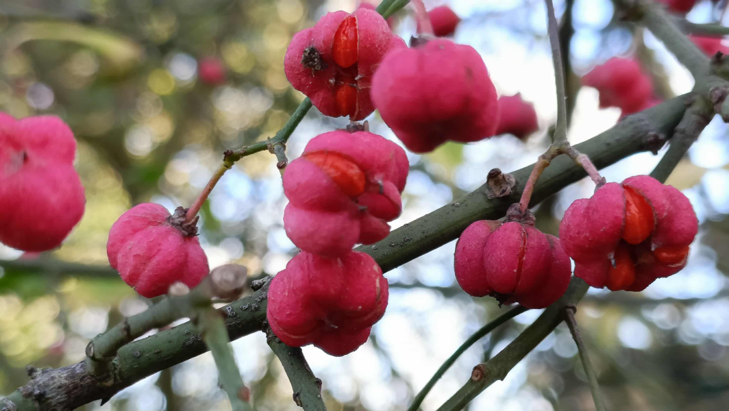 The Nigel Slater Christmas Chronicles Readalong 2025