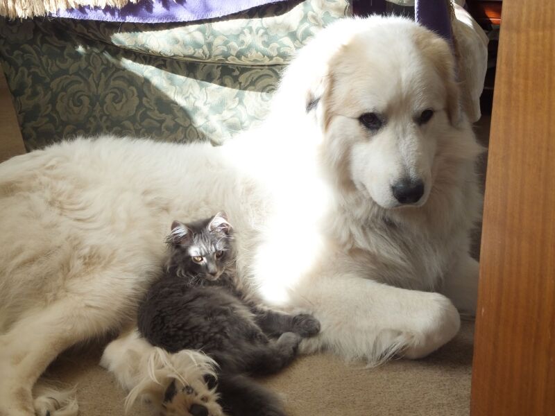 Does Anyone Else think Small Dogs Are Half Dog, Half Cat (lighthearted)