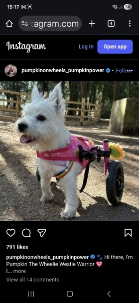 Which animal charities do you think make a real difference?