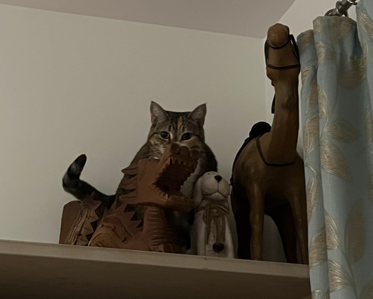 Scottish Tourism - the Excellent Cats debate Gizmo's suitability as a top influencer