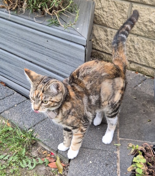 Smallest cat tracker