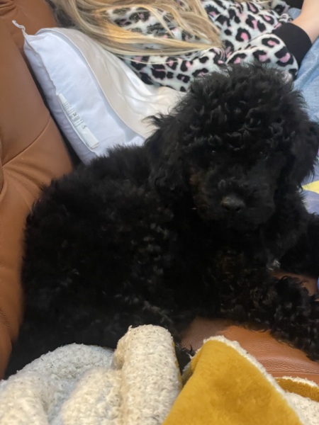 Puppy Survival Thread Autumn 2025 - all welcome!