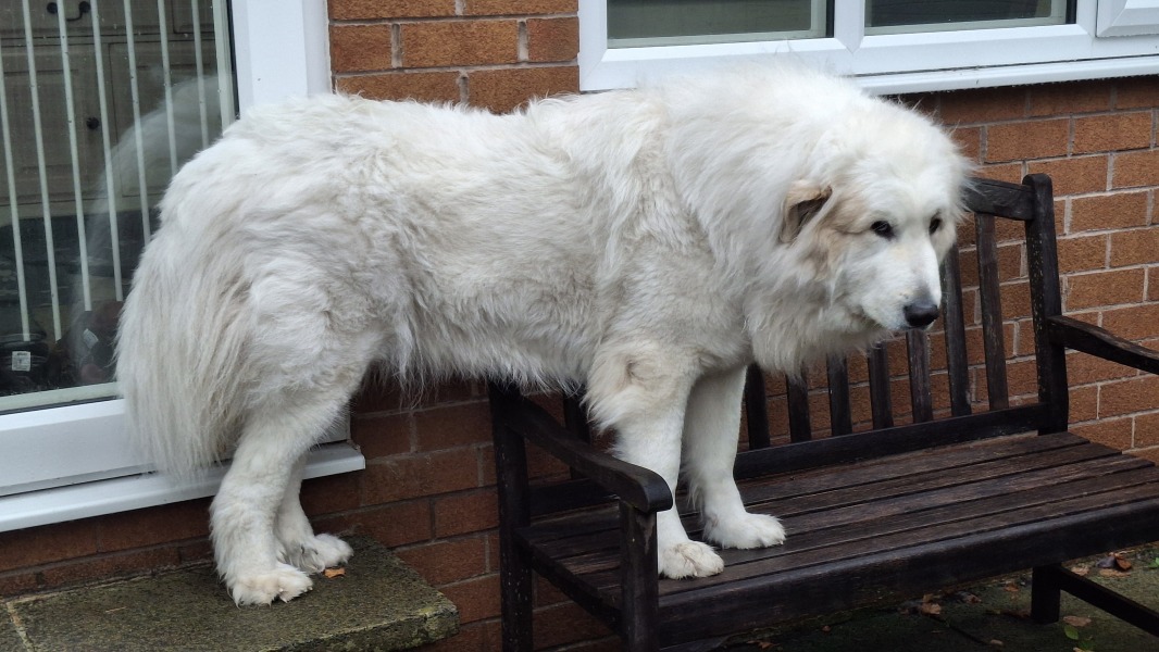 Beyond Adolescence - a thread to chat about grown up dogs, cake and anything else, excluding coffee.