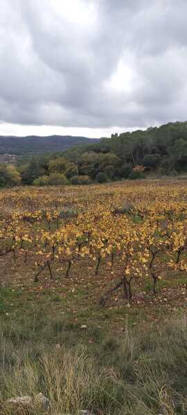 The Nigel Slater Christmas Chronicles Readalong 2025