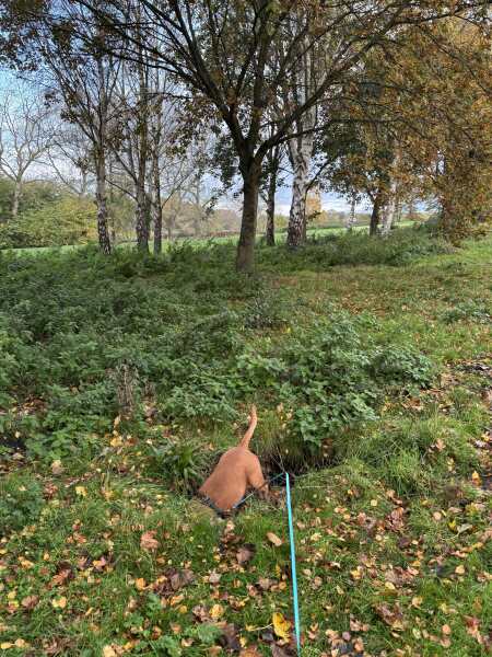 Beyond Adolescence - a thread to chat about grown up dogs, cake and anything else, excluding coffee.