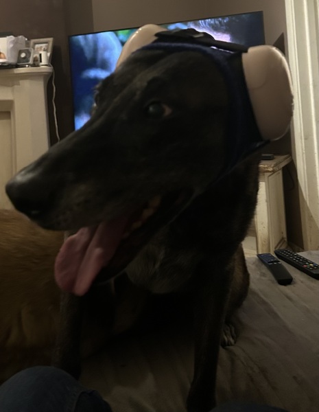 To be sick of people moaning about their pets and fireworks?