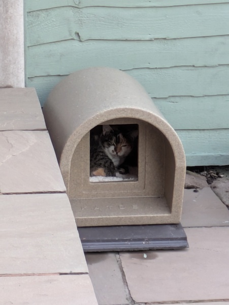 Neighbour’s cat living in my garden - what to do?