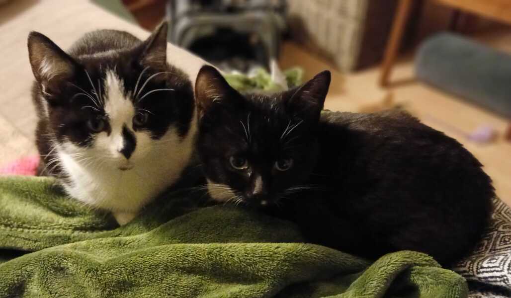 Do cats nowadays drink cows' milk like they did in the 80s?