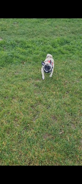 We’ve just adopted a pug!