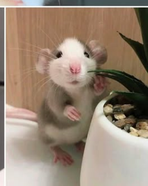 The Bluestocking: All You Need to Know About Risk Assessments, Jazz Hands, Battenberg and Sourdough (But Were Afraid to Ask) - and gerbils. Lots and lots of gerbils.