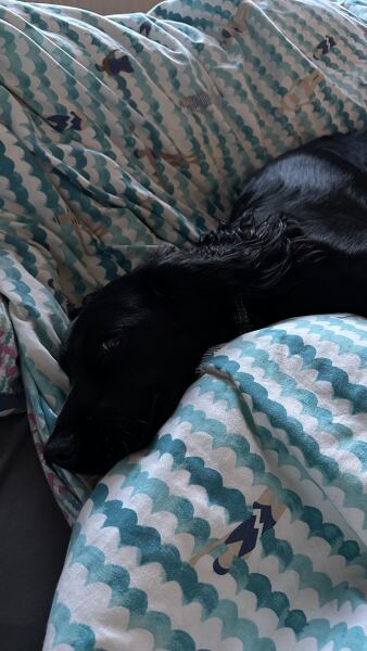 Beyond Adolescence - a thread to chat about grown up dogs, cake and anything else, excluding coffee.