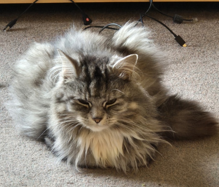 Accidentally locked cat in boiler cupboard overnight