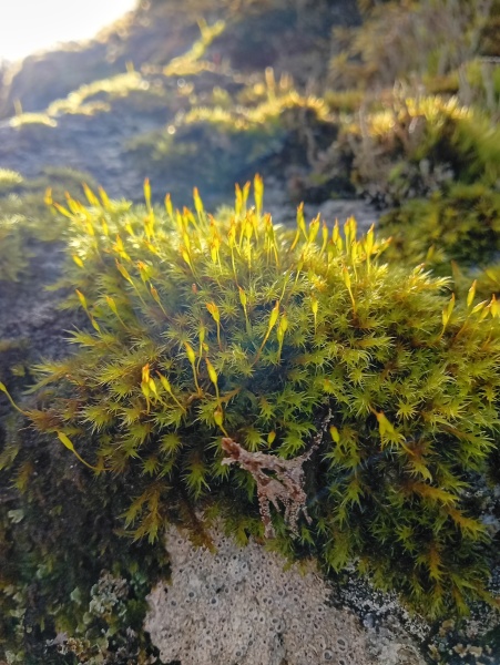 The Nigel Slater Christmas Chronicles Readalong 2025