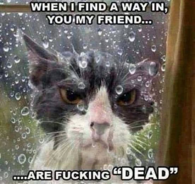 The Bluestocking: All You Need to Know About Risk Assessments, Jazz Hands, Battenberg and Sourdough (But Were Afraid to Ask) - and gerbils. Lots and lots of gerbils.