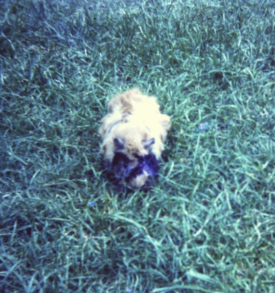 Thread 38 Starmer: Tax your Hamster