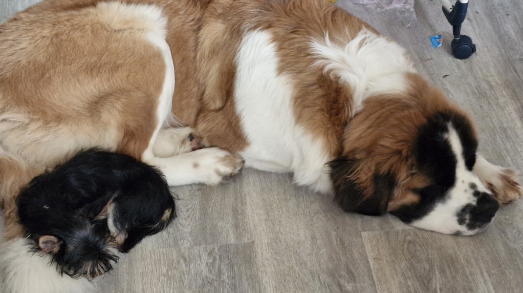 Cutest thing your dog does?