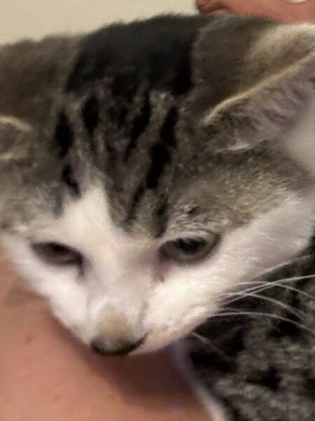 Cat people - help me advise a friend please?