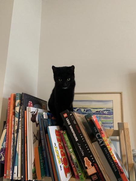 How long it keep a formerly feral cat in?