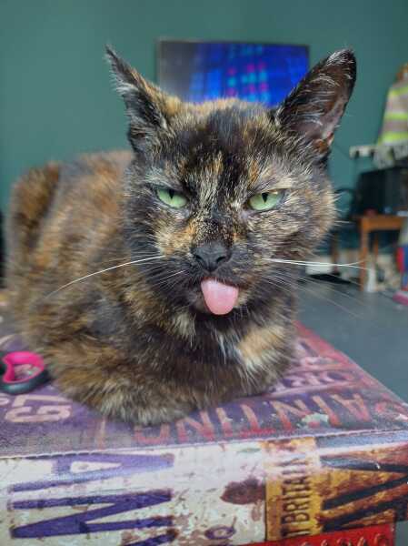 Scottish Tourism - the Excellent Cats debate Gizmo's suitability as a top influencer