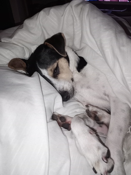Can I get a dog, and if so what breeds should I look at?