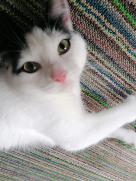 Introducing a second cat