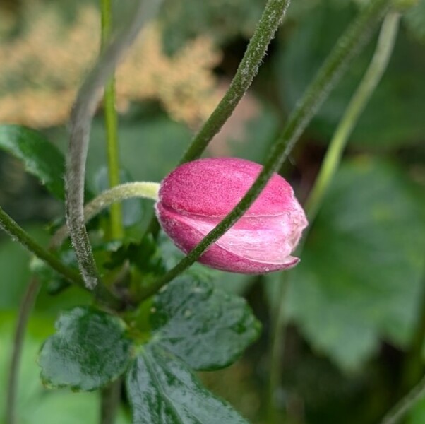 Thread 38 Starmer: Tax your Hamster