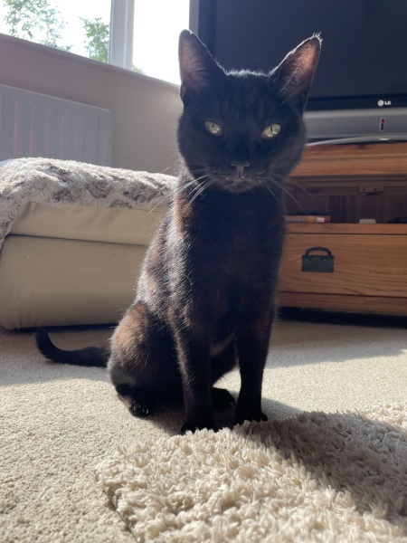 Struggling after losing my cat on Thursday