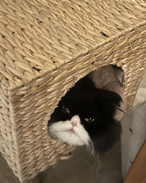 Thread 39 Starmer: chwech/saith - dechreuodd y plant ei