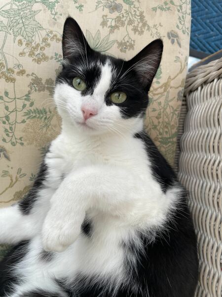 Really want a cat but live with someone who is allergic - any hope?