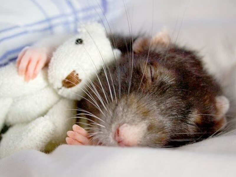 The Bluestocking: All You Need to Know About Risk Assessments, Jazz Hands, Battenberg and Sourdough (But Were Afraid to Ask) - and gerbils. Lots and lots of gerbils.