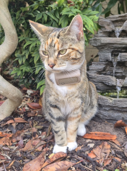 Smallest cat tracker