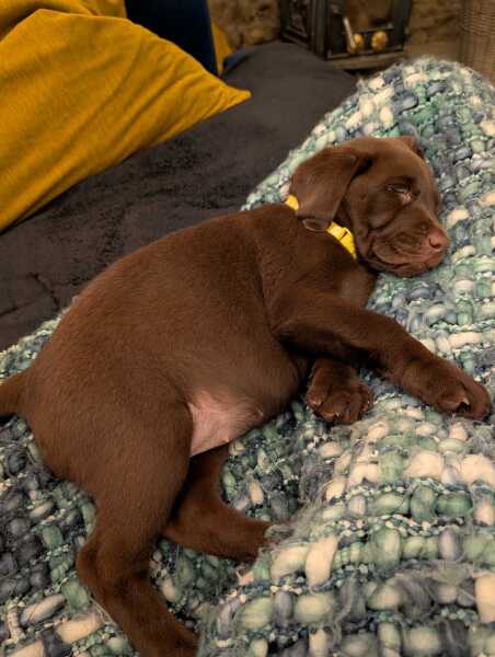 Puppy Survival Thread Autumn 2025 - all welcome!