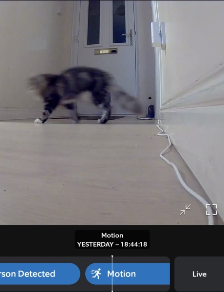 Accidentally locked cat in boiler cupboard overnight