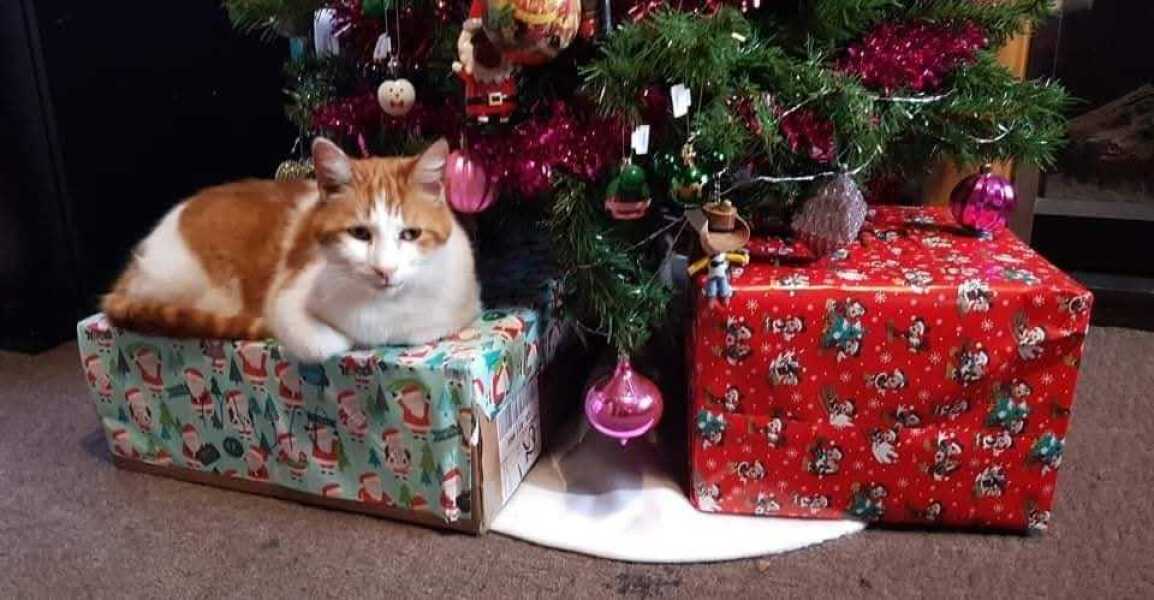 Lost my 14 year old cat yesterday