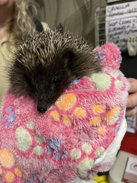 Thread 38 Starmer: Tax your Hamster