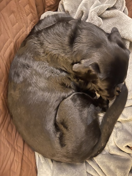 Beyond Adolescence - a thread to chat about grown up dogs, cake and anything else, excluding coffee.