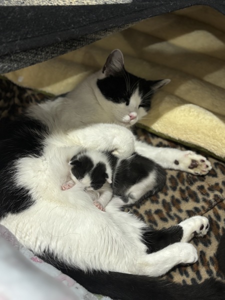 Who wants to wait whilst my kittens are born!