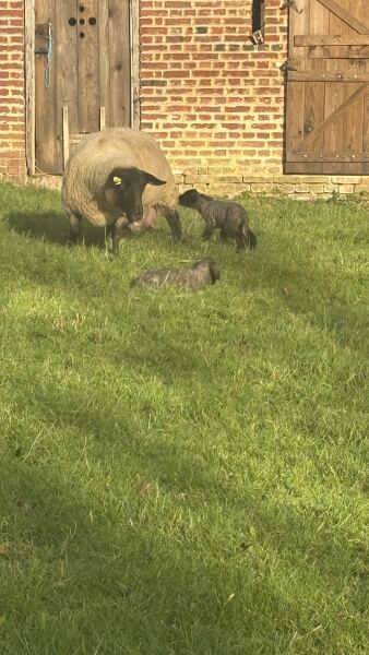 Who wants to wait whilst my kittens are born!