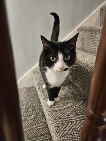 “Cats don’t have facial expressions”