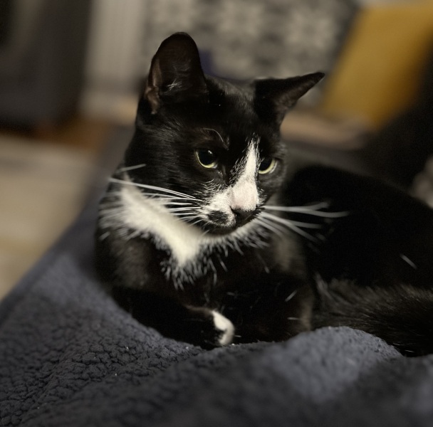 Thread 38 Starmer: Tax your Hamster