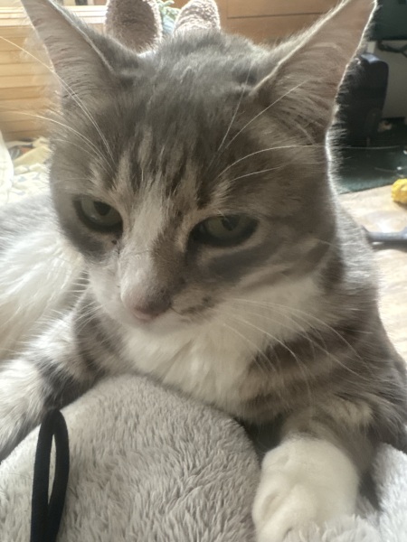 Do cats nowadays drink cows' milk like they did in the 80s?