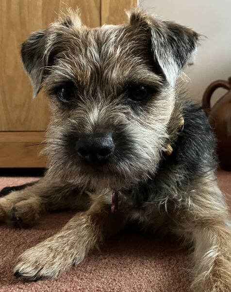 Border terrier almost a year old … suggestions for food to move him on to?