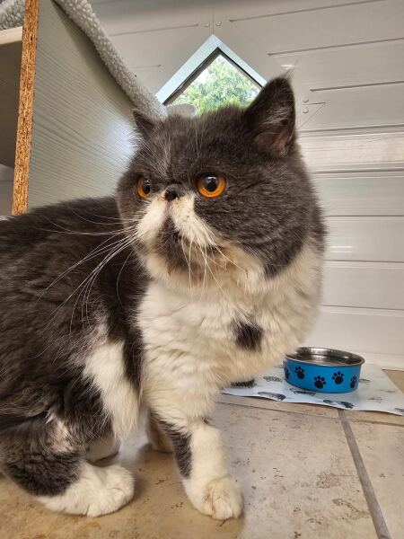 Paws crossed for Penelope please